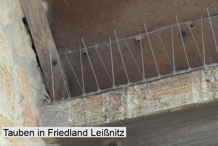 Tauben in Friedland Leißnitz